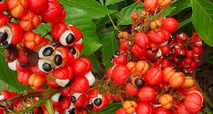 El guaraná en dietas de adelgazamiento 