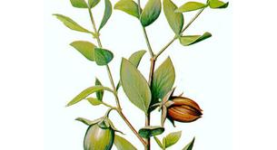 Aceite de jojoba para las pieles grasas y problemáticas 