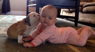 Un cachorro de bulldog muy cariñoso con un bebé