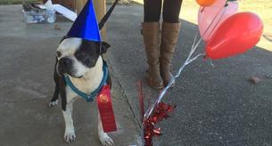 Una familia monta una fiesta de despedida para un perro que van a sacrificar