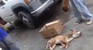 Tiran a un perro a la basura porque 'se iba a morir de todas formas'