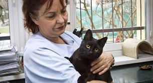 No vas a creer cuál es la 'profesión' de este adorable gato negro