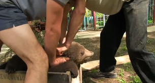 El vídeo que muestra el lado más oscuro de 'Vaya Fauna'