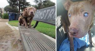 Abandonar a estar perrita ciega y asustada es lo más cruel que hemos visto nunca