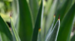 Los mejores tratamientos de belleza con aloe vera